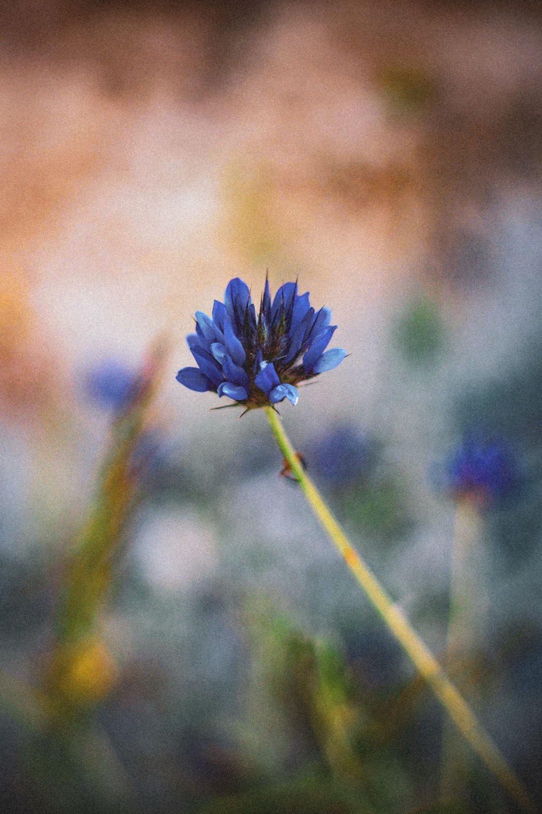 A single blue wildflower standing alone in soft focus